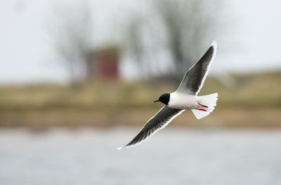 Little Gull / Dvärgmås (Hydrocoloeus minutus)
