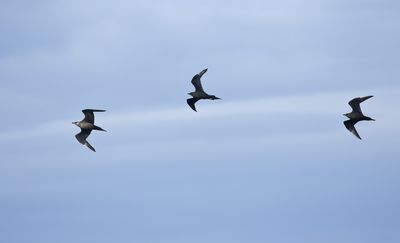Arctic Skua / Kustlabb (Stercorarius parasiticus)