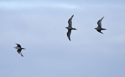 Arctic Skua / Kustlabb (Stercorarius parasiticus)