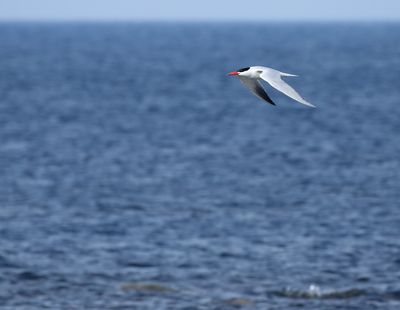 Caspian Tern / Skräntärna (Hydroprogne caspia)