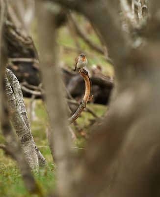 Red-breasted Flycatcher / Mindre flugsnappare (Ficedula parva)