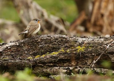 Red-breasted Flycatcher / Mindre flugsnappare (Ficedula parva)