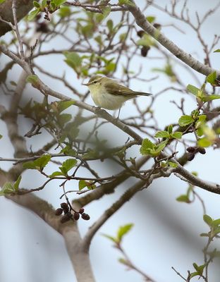 Greenish Warbler / Lundsångare (Phylloscopus trochiloides)