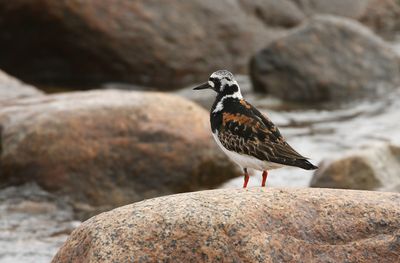 Ruddy Turnstone / Roskarl (Arenaria interpres)