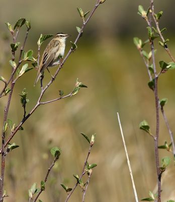 Sedge Warbler / Sävsångare (Acrocephalus schoenobaenus)