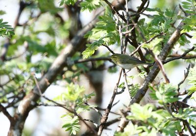 Wood Warbler / Grönsångare (Phylloscopus sibilatrix)