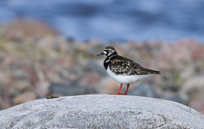 Ruddy Turnstone / Roskarl (Arenaria interpres)