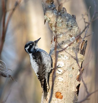 Three-toed Woodpecker / Tretåig hackspett (Picoides tridactylus)