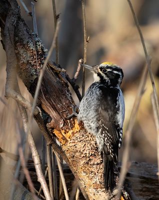 Three-toed Woodpecker / Tretåig hackspett (Picoides tridactylus)