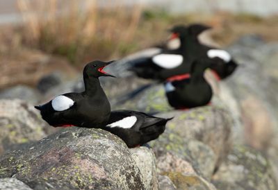 Black Guillemot / Tobisgrissla (Cepphus grylle)