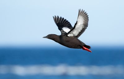 Black Guillemot / Tobisgrissla (Cepphus grylle)