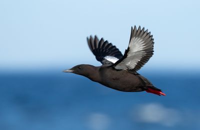 Black Guillemot / Tobisgrissla (Cepphus grylle)