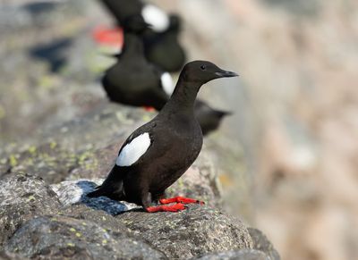 Black Guillemot / Tobisgrissla (Cepphus grylle)