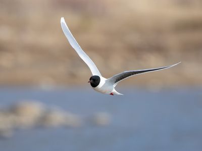 Little Gull / Dvärgmås (Hydrocoloeus minutus)