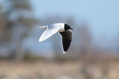 Little Gull / Dvärgmås (Hydrocoloeus minutus)