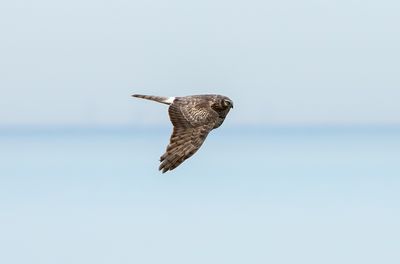 Hen Harrier / Blå kärrhök (Circus cyaneus)