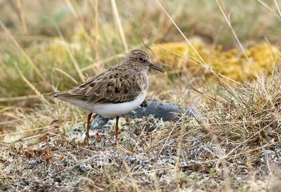Temminck's Stint / Mosnäppa (Calidris temminckii)
