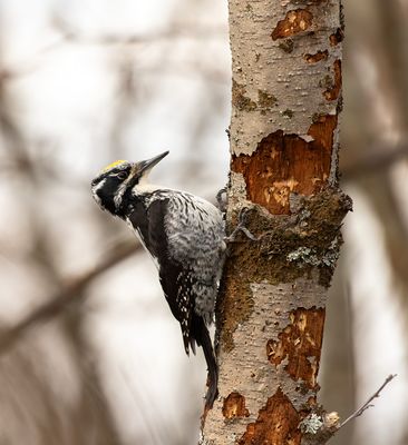 Three-toed Woodpecker / Tretåig hackspett (Picoides tridactylus)
