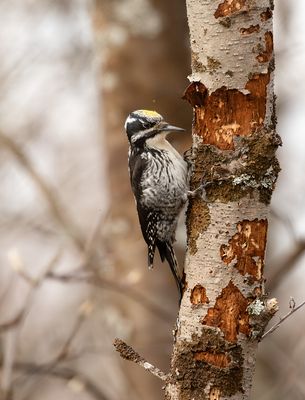 Three-toed Woodpecker / Tretåig hackspett (Picoides tridactylus)