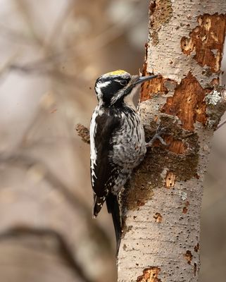 Three-toed Woodpecker / Tretåig hackspett (Picoides tridactylus)