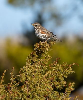 Redwing / Rödvingetrast (Turdus iliacus)