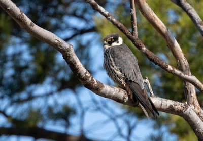 Eurasian Hobby / Lärfalk (Falco subbuteo)