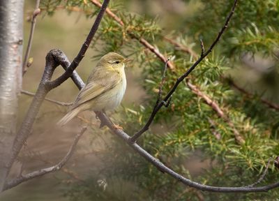 Willow Warbler / Lövsångare (Phylloscopus trochilus)