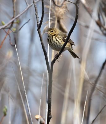 Tree Pipit / Trädpiplärka (Anthus trivialis)