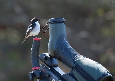 European Pied Flycatcher / Svartvit flugsnappare (Ficedula hypoleuca)