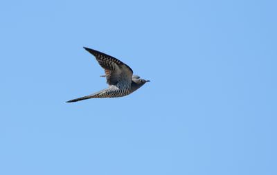 Common Cuckoo / Gök (Cuculus canorus)