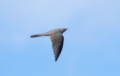 Common Cuckoo / Gök (Cuculus canorus)