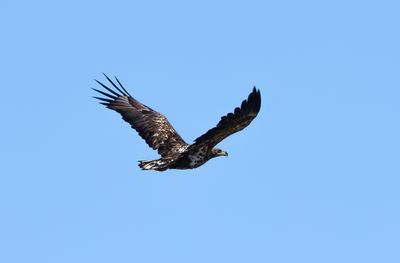 White-tailed Eagle / Havsörn (Haliaeetus albicilla)