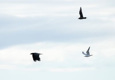 Common Raven / Korp (Corvus Corax)