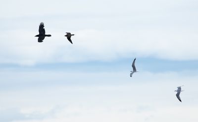 Common Raven / Korp (Corvus Corax)