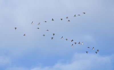 Bar-tailed Godwit / Myrspov (Limosa lapponica)