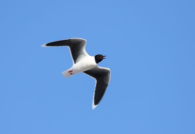 Little Gull / Dvärgmås (Hydrocoloeus minutus)