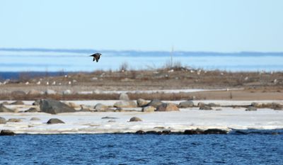 Arctic Skua / Kustlabb (Stercorarius parasiticus)
