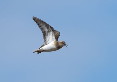 Temminck's Stint / Mosnäppa (Calidris temminckii)