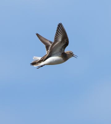 Temminck's Stint / Mosnäppa (Calidris temminckii)