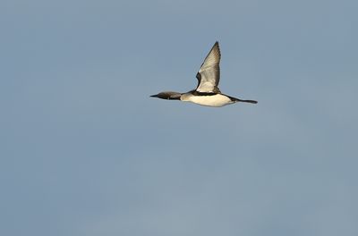 Black-throated Diver / Storlom (Gavia arctica)
