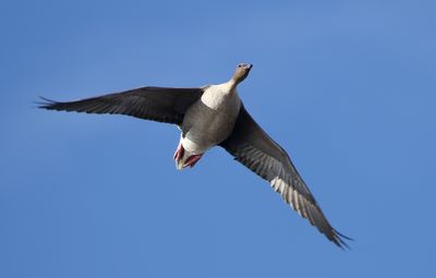 Pink-footed Goose / Spetsbergsgås (Anser brachyrhynchus)