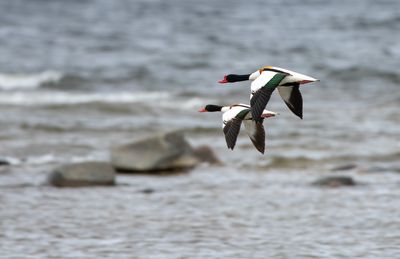 Common Shelduck / Gravand (Tadorna tadorna)