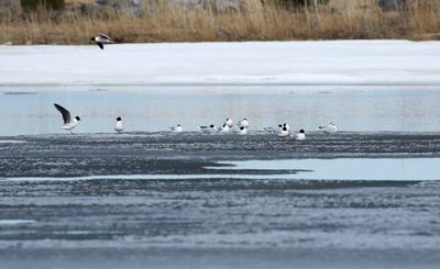 Little Gull / Dvärgmås (Hydrocoloeus minutus)