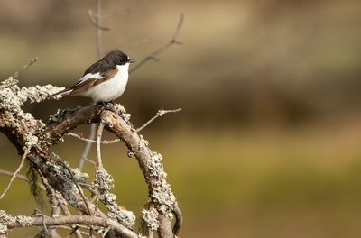 European Pied Flycatcher / Svartvit flugsnappare (Ficedula hypoleuca)