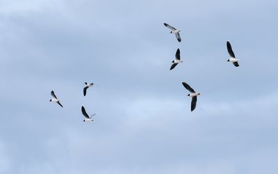 Little Gull / Dvärgmås (Hydrocoloeus minutus)