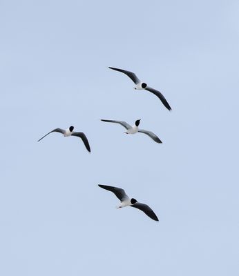 Little Gull / Dvärgmås (Hydrocoloeus minutus)