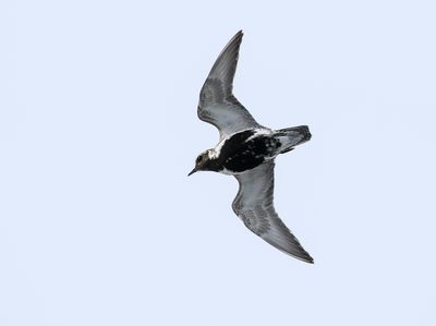 European Golden Plover / Ljunpipare (Pluvialis apricaria)