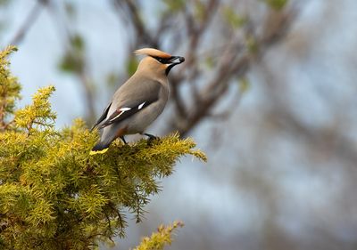 Bohemian Waxwing / Sidensvans (Bombycilla garrulus)