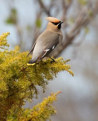Bohemian Waxwing / Sidensvans (Bombycilla garrulus)