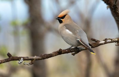 Bohemian Waxwing / Sidensvans (Bombycilla garrulus)